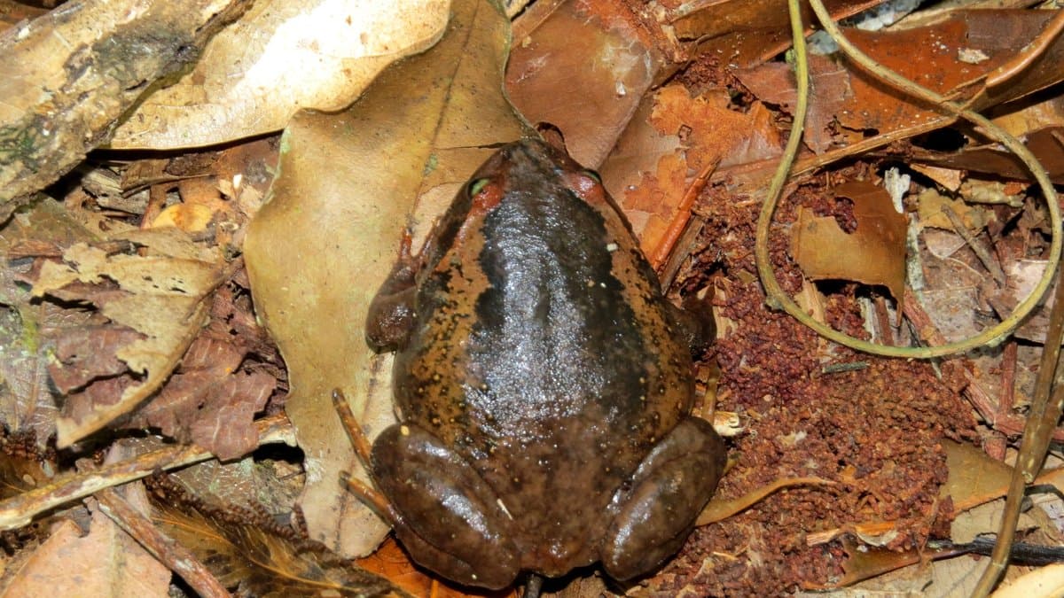 A round-bodied brown diamond frog of the genus Rhombophryne sitting among fallen leaves on a Madagascar forest floor