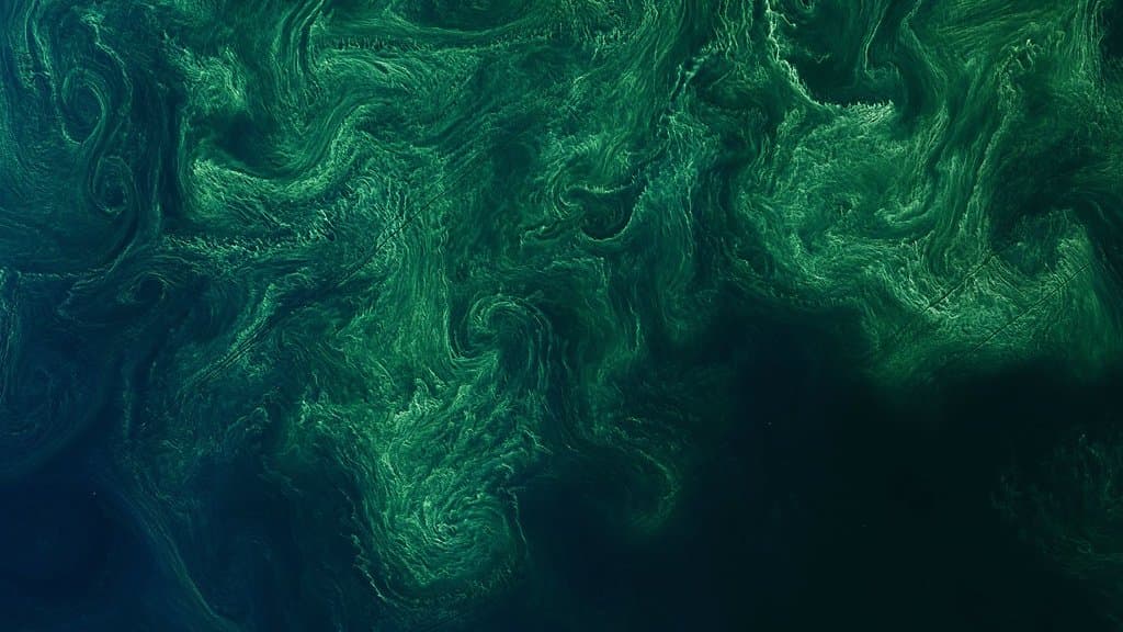 Satellite view of swirling green and blue algal blooms spreading across a sea surface.