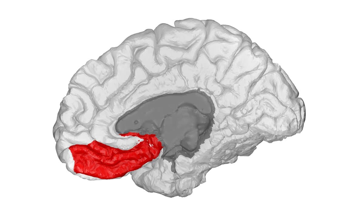 Gray three-dimensional rendering of a human brain seen from the midline, with the medial orbitofrontal region shaded red along the lower front.
