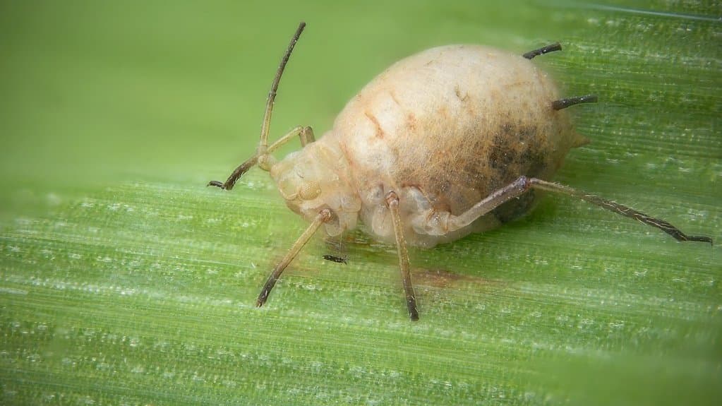 Close-up of a swollen, pale tan aphid mummy on a green leaf, with a parasitoid wasp larva developing inside it.
