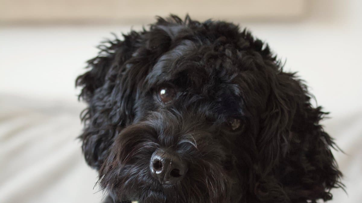 A black curly-coated dog sits on a pale bedspread with its head tilted to one side, looking toward the camera.