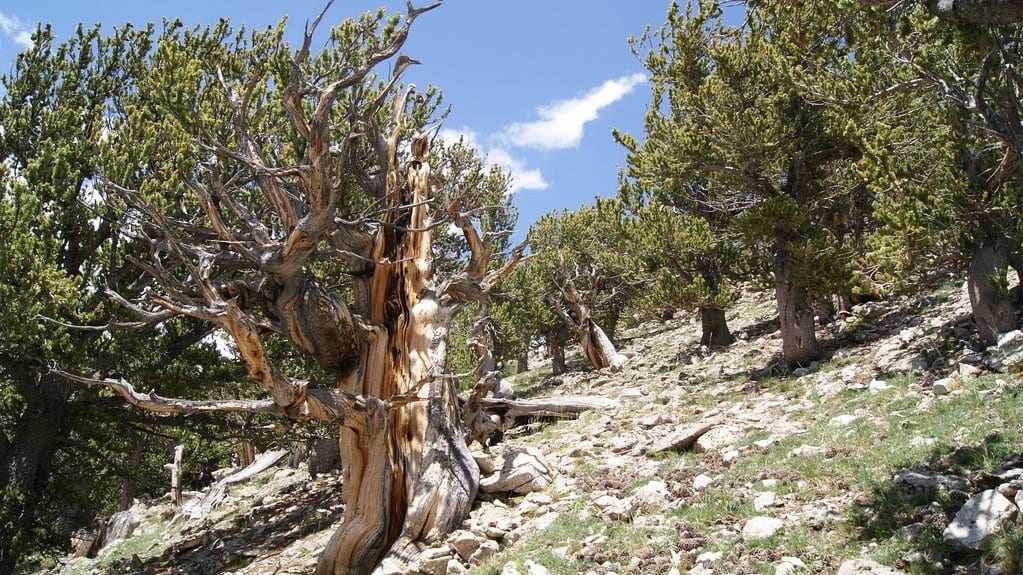 Gnarled, weather-bleached Rocky Mountain bristlecone pines growing on a rocky, sparsely vegetated slope under a blue sky.