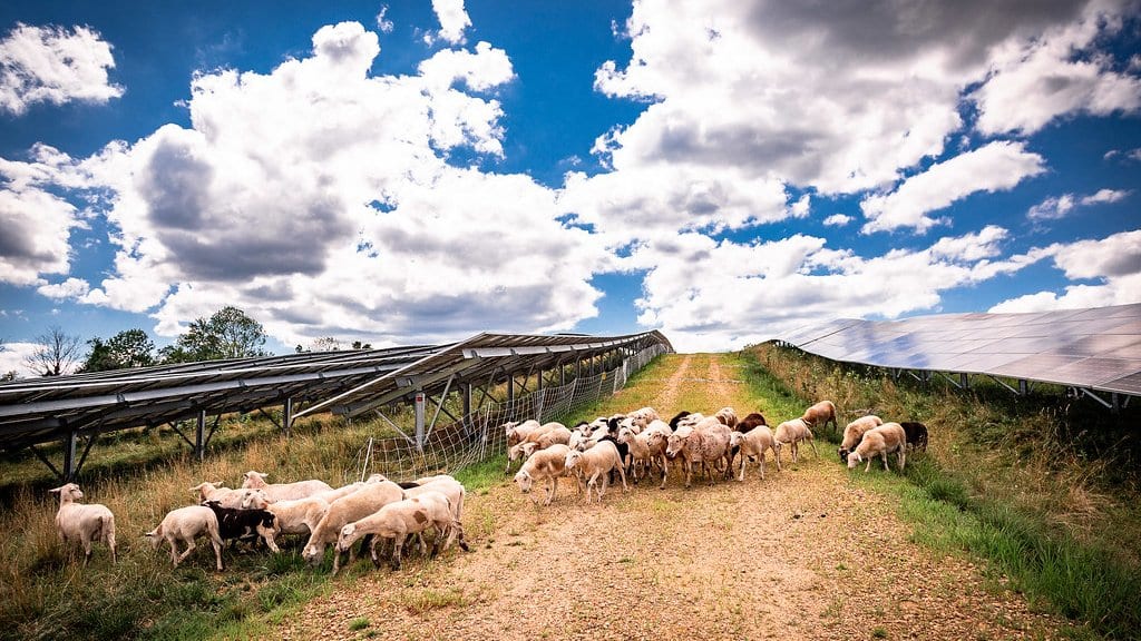 A flock of sheep feeding on a grass strip between two long rows of tilted solar panels under a bright cloudy sky.