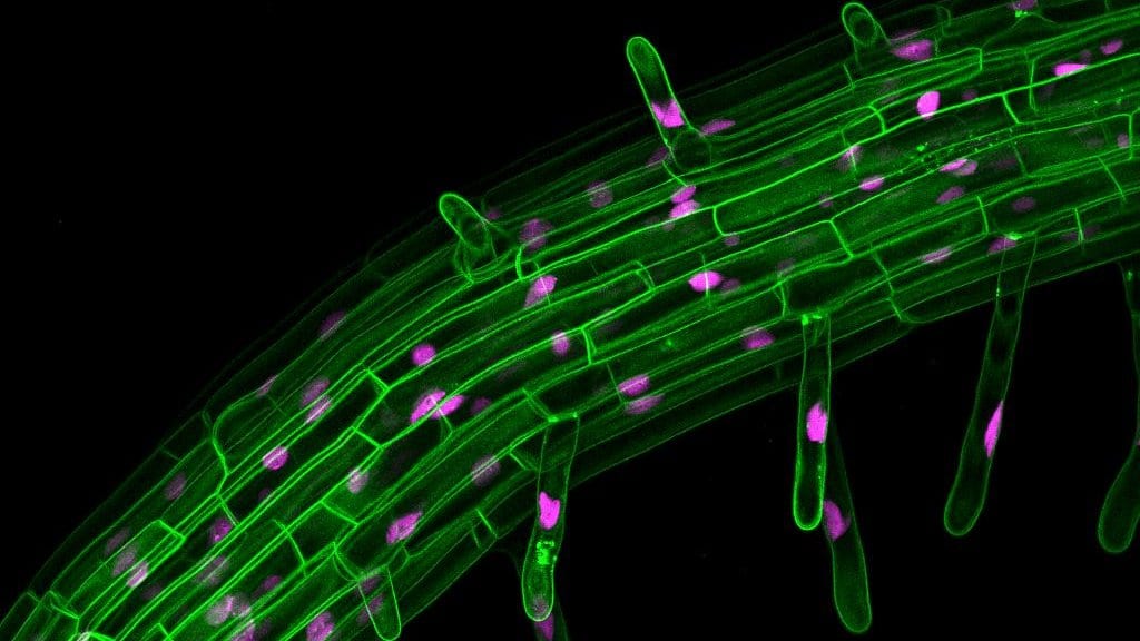 Confocal microscope image of a thale cress root, with cell outlines glowing green, nuclei in magenta, and root hairs projecting from the root surface.