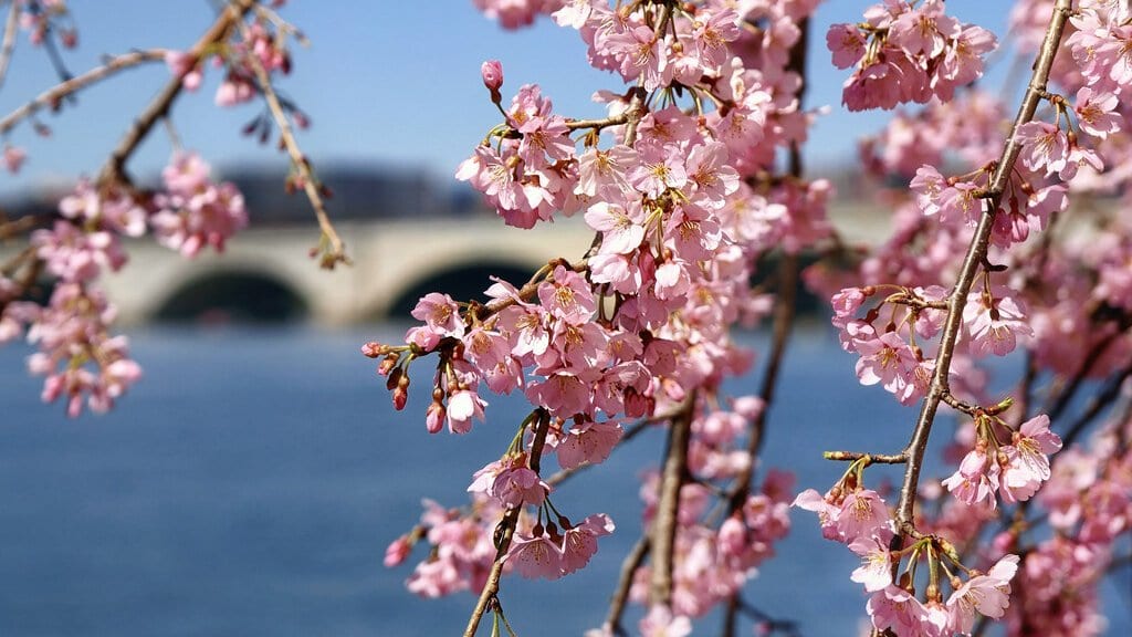 Pink cherry blossom in close view on bare branches, with a river and a stone arch bridge blurred behind.