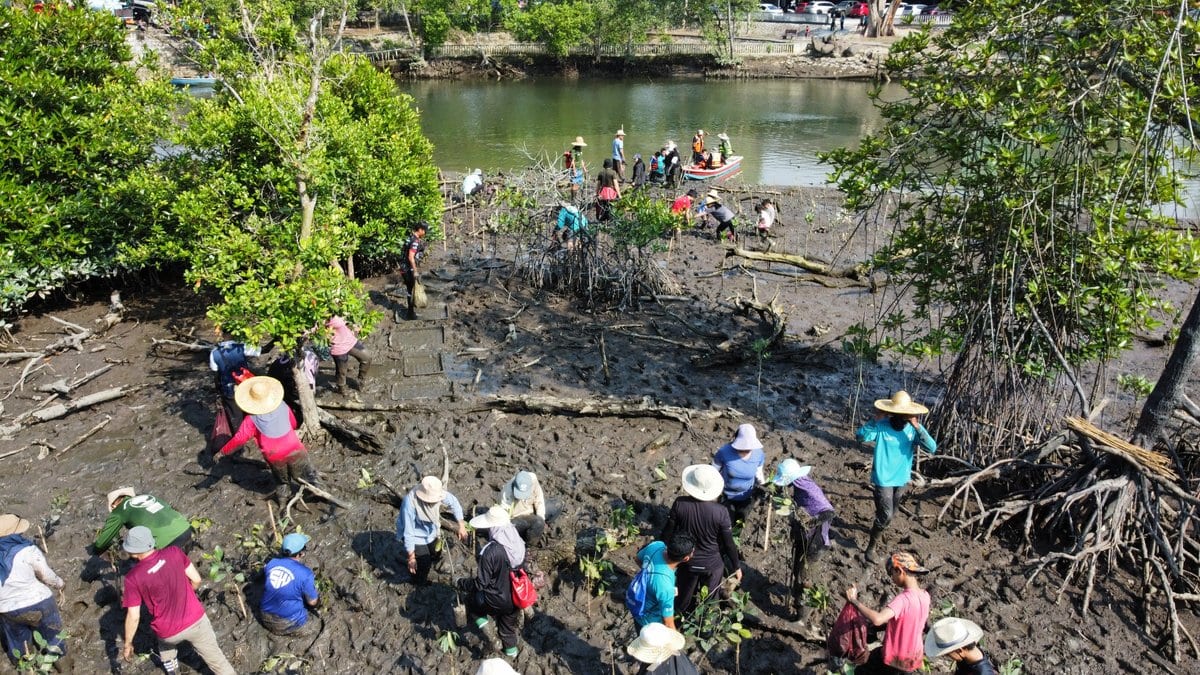 Dozens of people spread across a tidal mudflat beside a river channel, pushing young seedlings into the mud among mangrove roots.